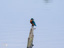 Kingfisher - Zimorodek